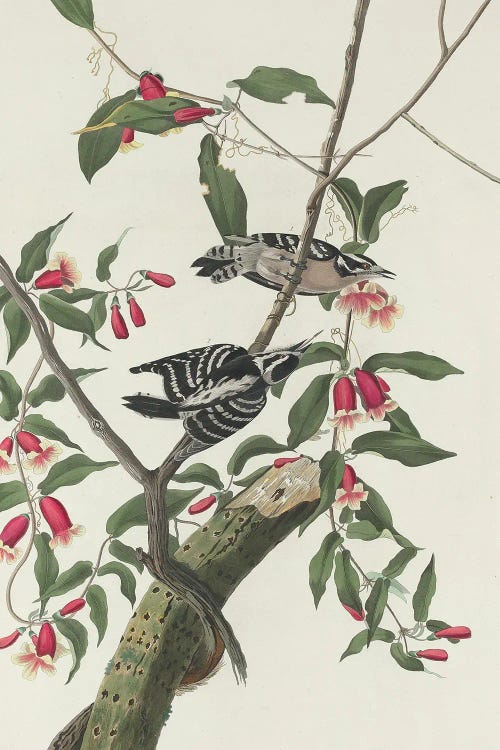 Downy Woodpecker, 1831 by John James Audubon wall art