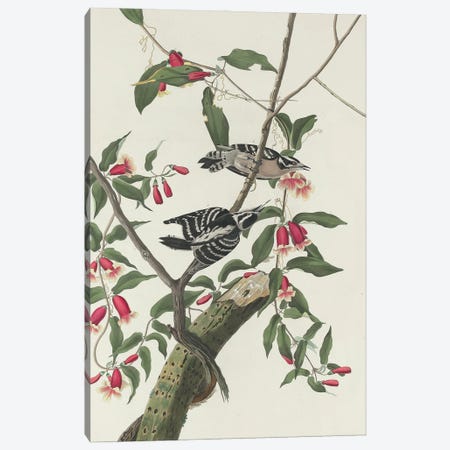 Downy Woodpecker, 1831 Canvas Print #AUD12} by John James Audubon Canvas Print