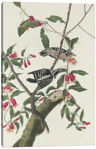 Downy Woodpecker, 1831 Canvas Art Print - Woodpecker Art