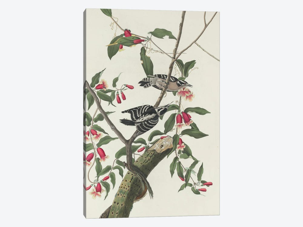 Downy Woodpecker, 1831 by John James Audubon 1-piece Canvas Wall Art