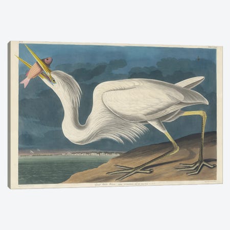Great White Heron, 1835 Canvas Print #AUD13} by John James Audubon Canvas Art Print