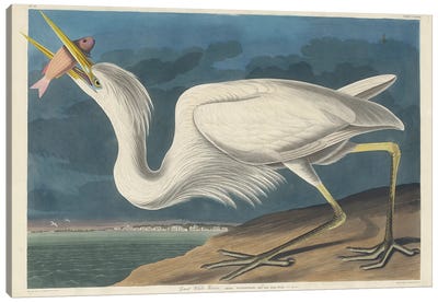 Great White Heron, 1835 Canvas Art Print - John James Audubon