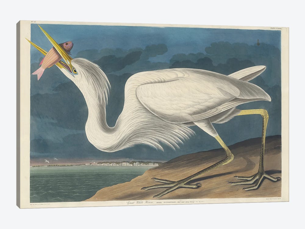 Great White Heron, 1835 by John James Audubon 1-piece Art Print