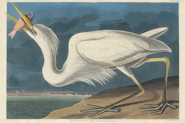 Fish: Great White Heron, 1835 by John James Audubon