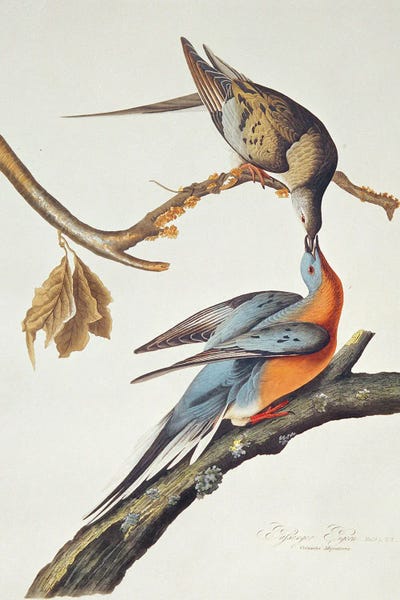 Passenger Pigeon, From 'Birds Of America' by John James Audubon metal wall art