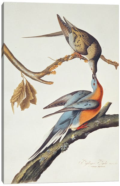 Passenger Pigeon, From 'Birds Of America' Canvas Art Print - Dove & Pigeon Art