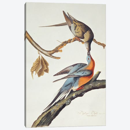 Passenger Pigeon, From 'Birds Of America' Canvas Print #AUD14} by John James Audubon Canvas Artwork