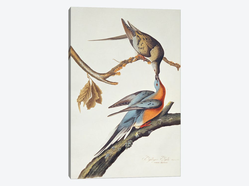 Passenger Pigeon, From 'Birds Of America' by John James Audubon 1-piece Canvas Artwork