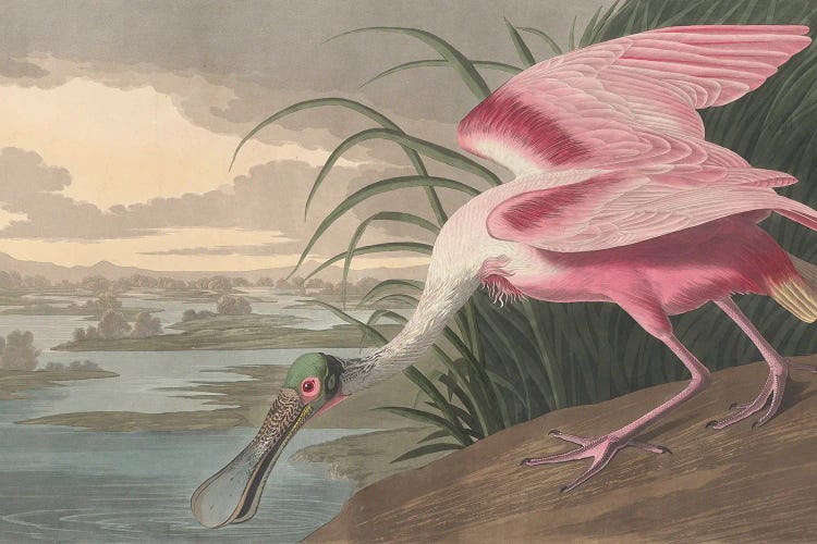 Roseate Spoonbill, 1836