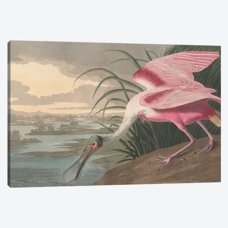 Roseate Spoonbill, 1836 Canvas Print #AUD15} by John James Audubon Canvas Art