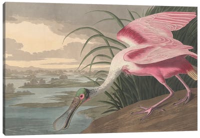 Roseate Spoonbill, 1836 Canvas Art Print - John James Audubon
