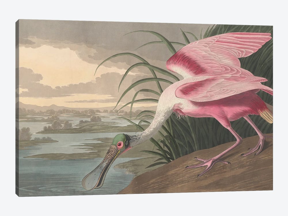 Roseate Spoonbill, 1836 by John James Audubon 1-piece Art Print