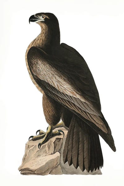 John James Audubon: Great American Sea Eagle From Birds Of America (1827) by John James Audubon