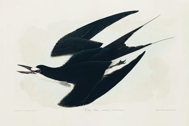 Sooty Tern From Birds Of America (1827) by John James Audubon wall art