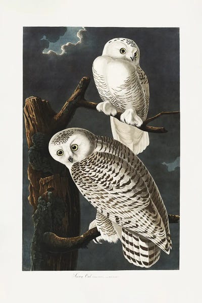 Snowy Owl From Birds Of America (1827)