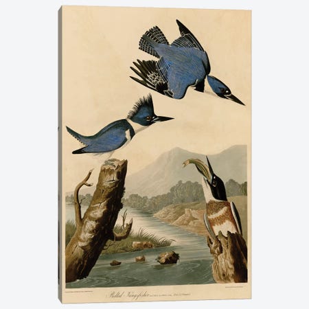 Belted Kingfisher Canvas Print #AUD1} by John James Audubon Canvas Print