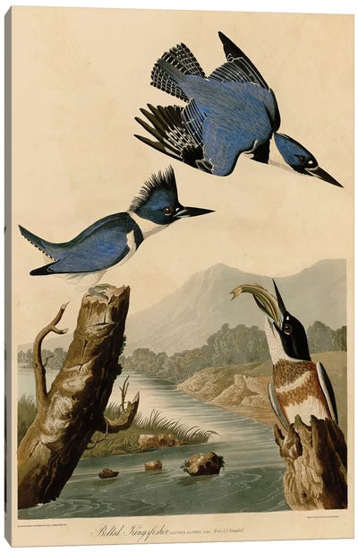 Belted Kingfisher Canvas Art Print - Kingfisher Art