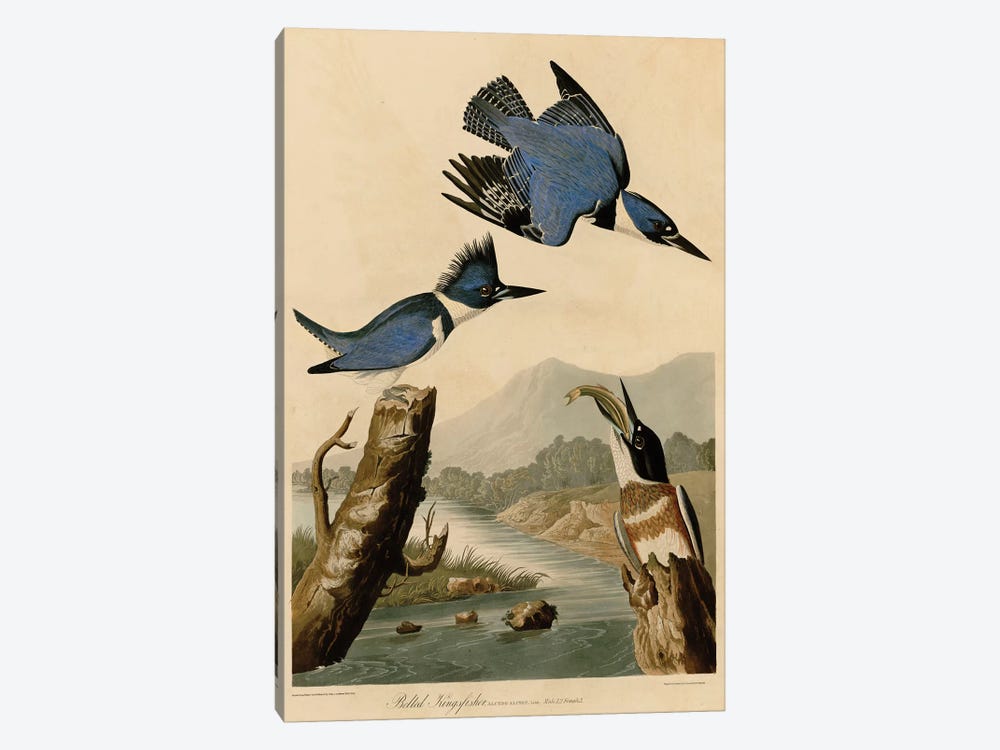 Belted Kingfisher by John James Audubon 1-piece Canvas Art Print