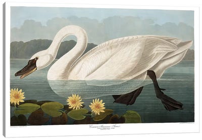 Common American Swan Canvas Art Print - Science Art