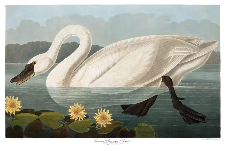 Common American Swan