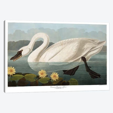 Common American Swan Canvas Print #AUD2} by John James Audubon Art Print