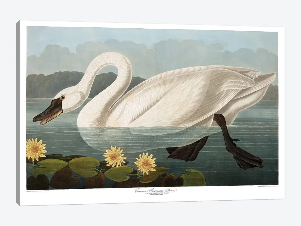 Common American Swan by John James Audubon 1-piece Canvas Artwork