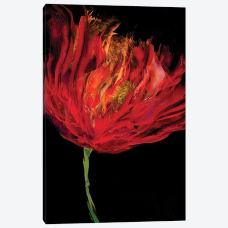 Red Tulips I Canvas Print #AUS40} by Vanessa Austin Canvas Print