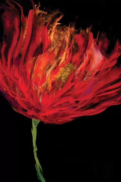 Tulips: Red Tulips I by Vanessa Austin