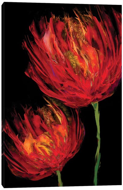 Red Tulips II Canvas Art Print - Vanessa Austin