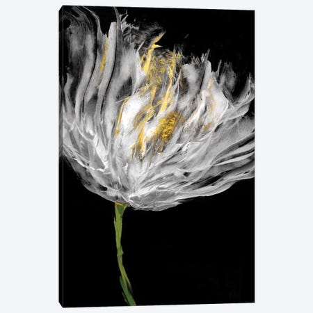 Tulips on Black I Canvas Print #AUS42} by Vanessa Austin Canvas Art Print