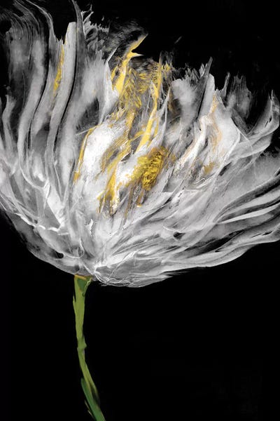 Vanessa Austin: Tulips on Black I by Vanessa Austin