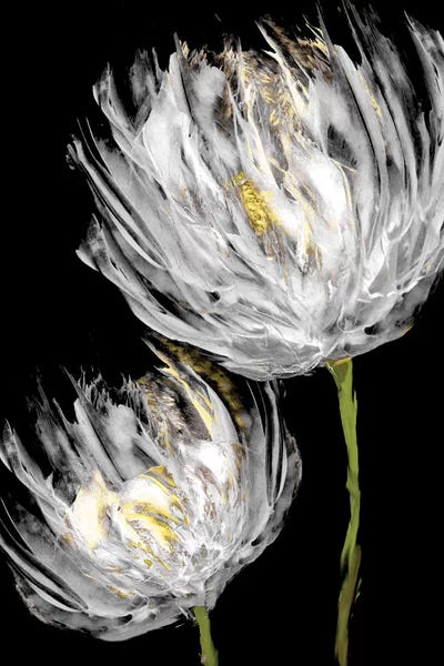 Vanessa Austin: Tulips on Black II by Vanessa Austin