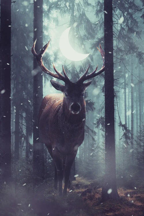 Forest Dweller