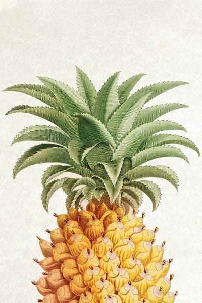 Vintage Pineapple by Amelie Vintage Co art print