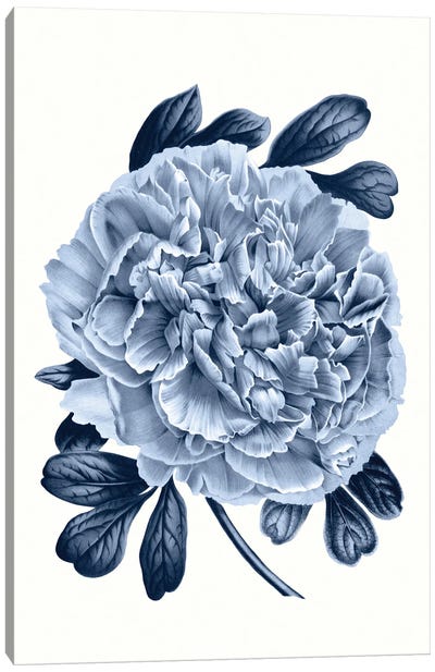 Vintage Blue Botanical V Canvas Art Print - Peony Art