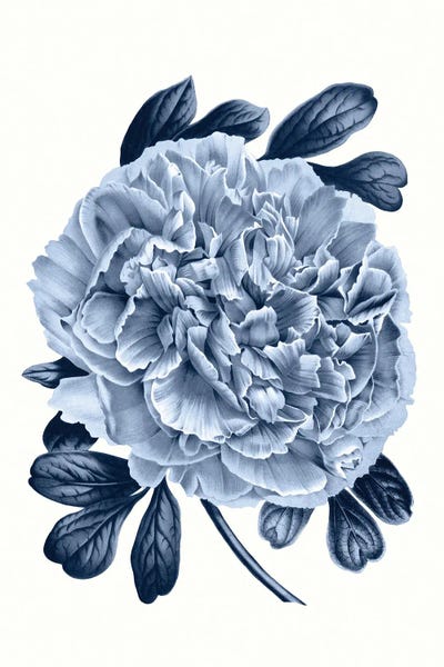 Peonies: Vintage Blue Botanical V by Amelie Vintage Co