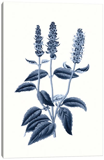 Vintage Blue Botanical VI Canvas Art Print - Charming Blue