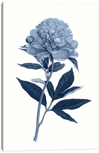 Vintage Blue Botanical VII Canvas Art Print - Amelie Vintage Co