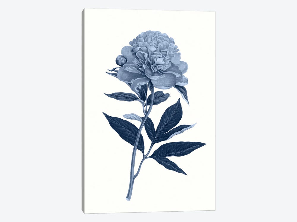 Vintage Blue Botanical VII by Amelie Vintage Co 1-piece Canvas Art