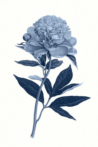 Vintage Botanical Illustrations: Vintage Blue Botanical VII by Amelie Vintage Co