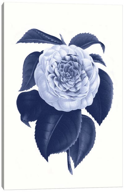 Vintage Blue Botanical IX Canvas Art Print - Amelie Vintage Co