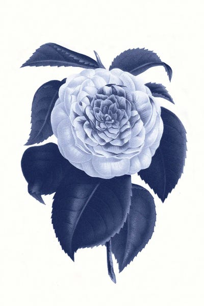 Botanical Illustrations: Vintage Blue Botanical IX by Amelie Vintage Co