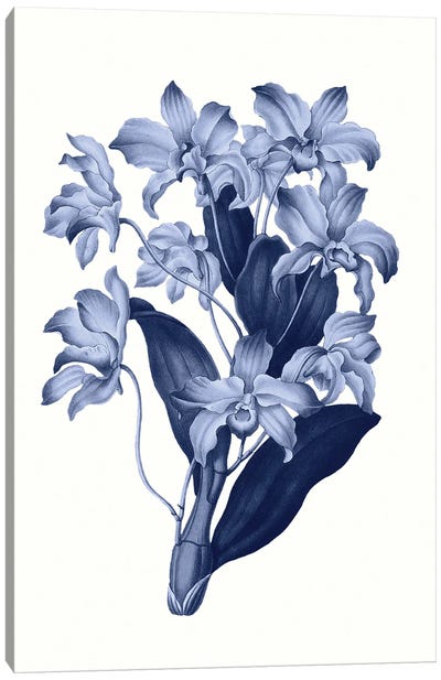 Vintage Blue Botanical XI Canvas Art Print - Orchid Art