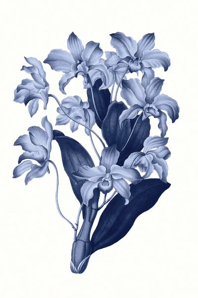 Orchids: Vintage Blue Botanical XI by Amelie Vintage Co
