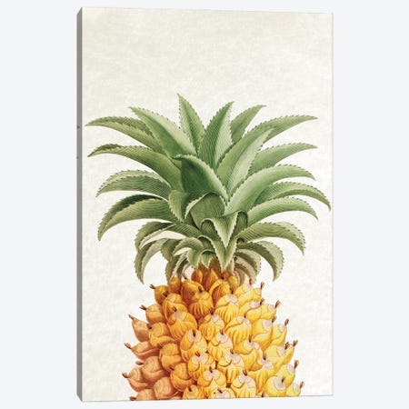 Vintage Pineapple Canvas Print #AVN1} by Amelie Vintage Co Canvas Wall Art