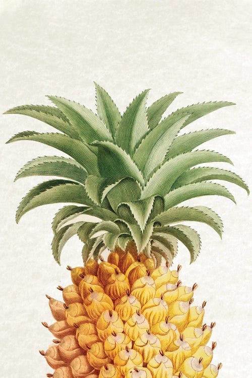 Vintage Pineapple