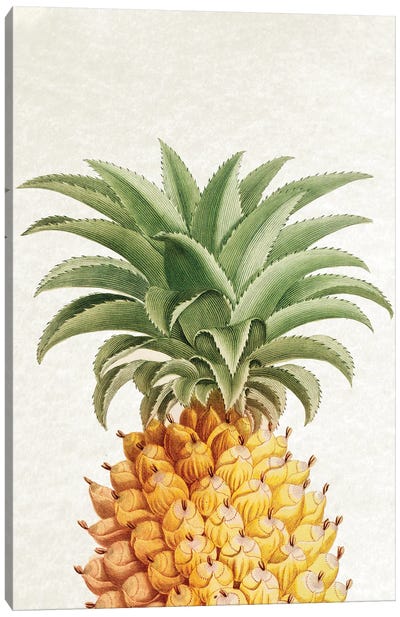 Vintage Pineapple Canvas Art Print - Pineapple Art