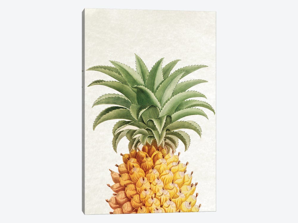 Vintage Pineapple by Amelie Vintage Co 1-piece Canvas Art Print
