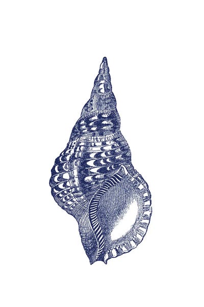 Blue Shell I by Amelie Vintage Co art print