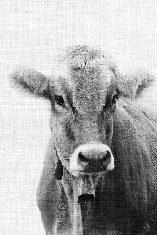 Cow I